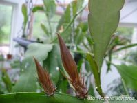 Epiphyllum hybrid vit